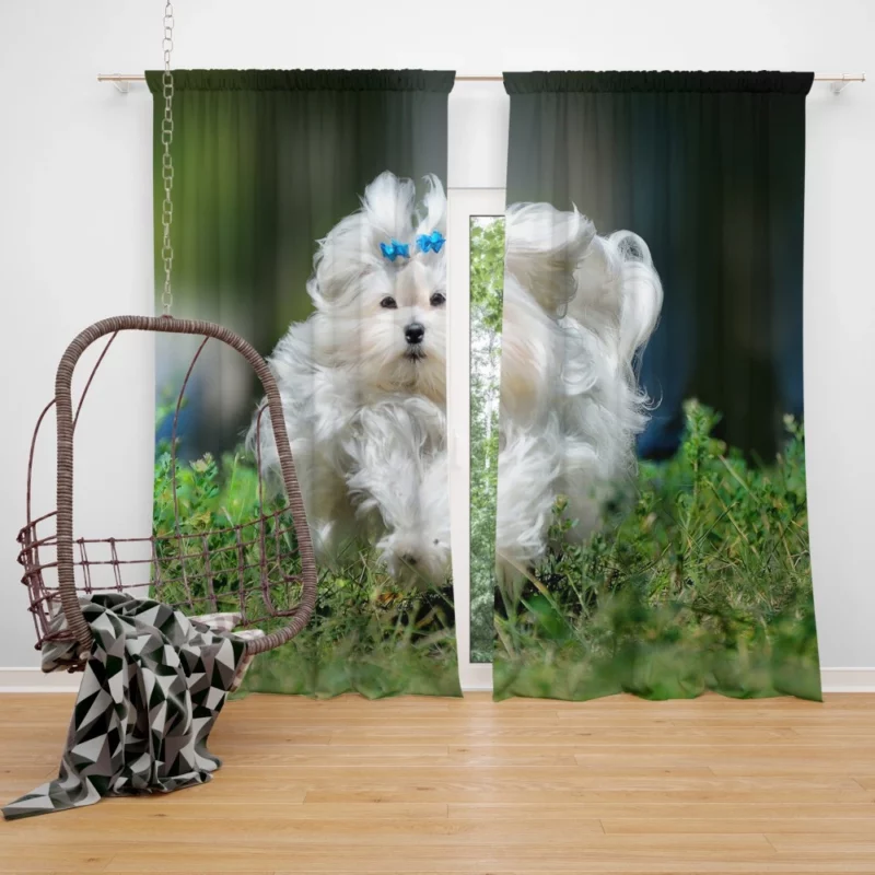 Maltese Fluffy Grace Canine Elegance Curtain