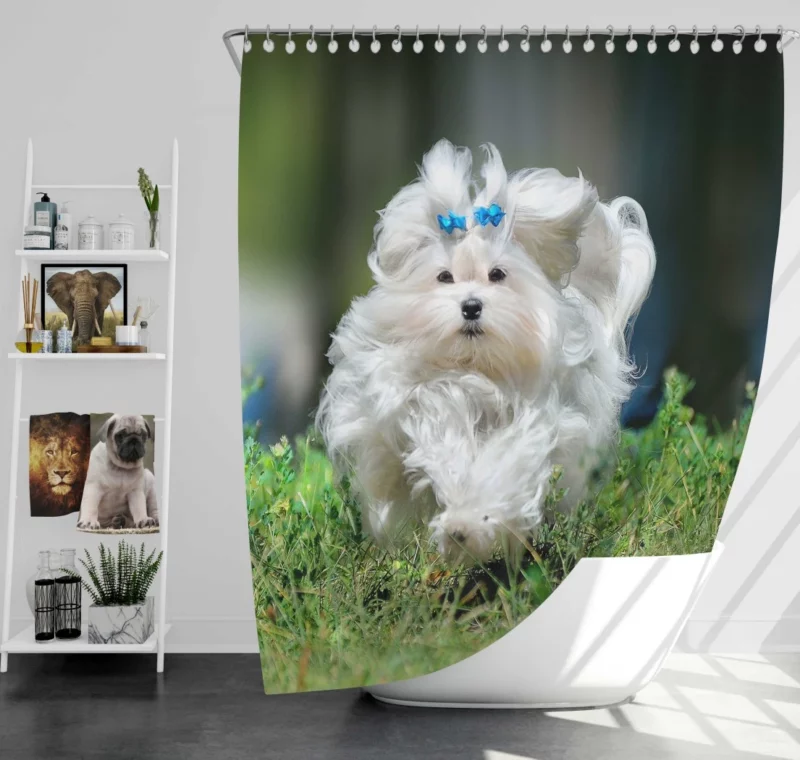 Maltese Fluffy Grace Canine Elegance Shower Curtain