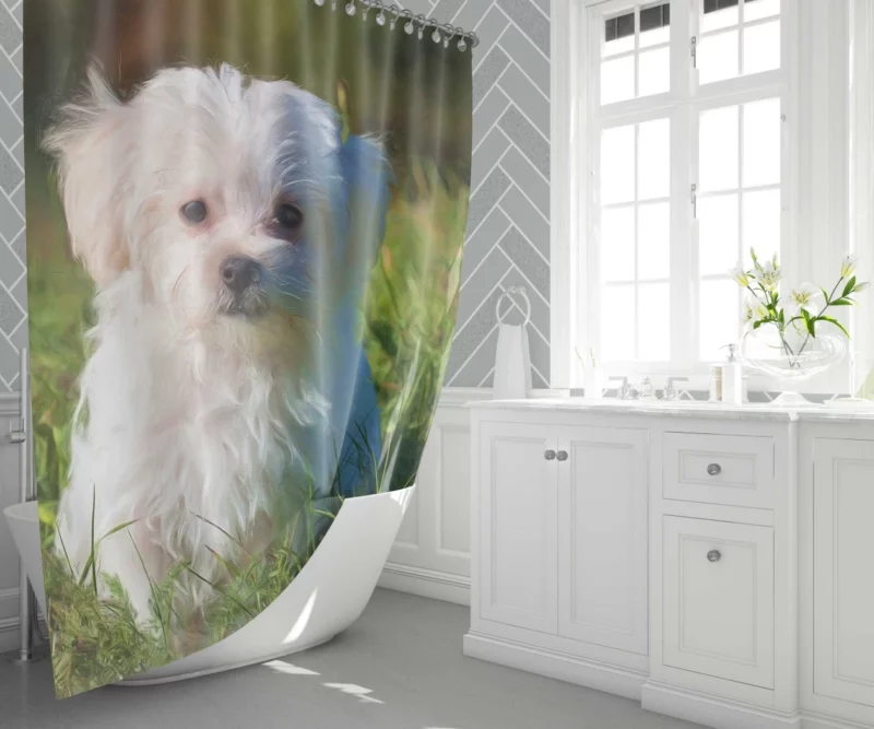 Maltese in Oil Paint Filter Artistic Whimsy Shower Curtain 1