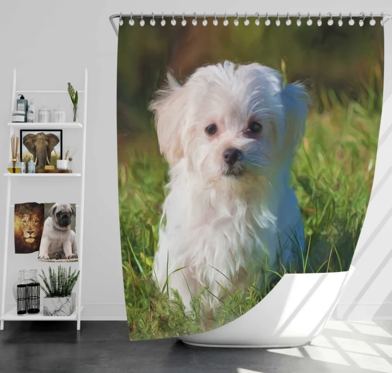 Maltese in Oil Paint Filter Artistic Whimsy Shower Curtain