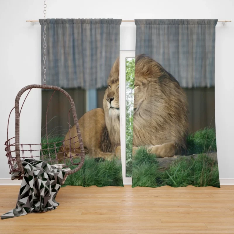 Mighty Lion Roar Curtain