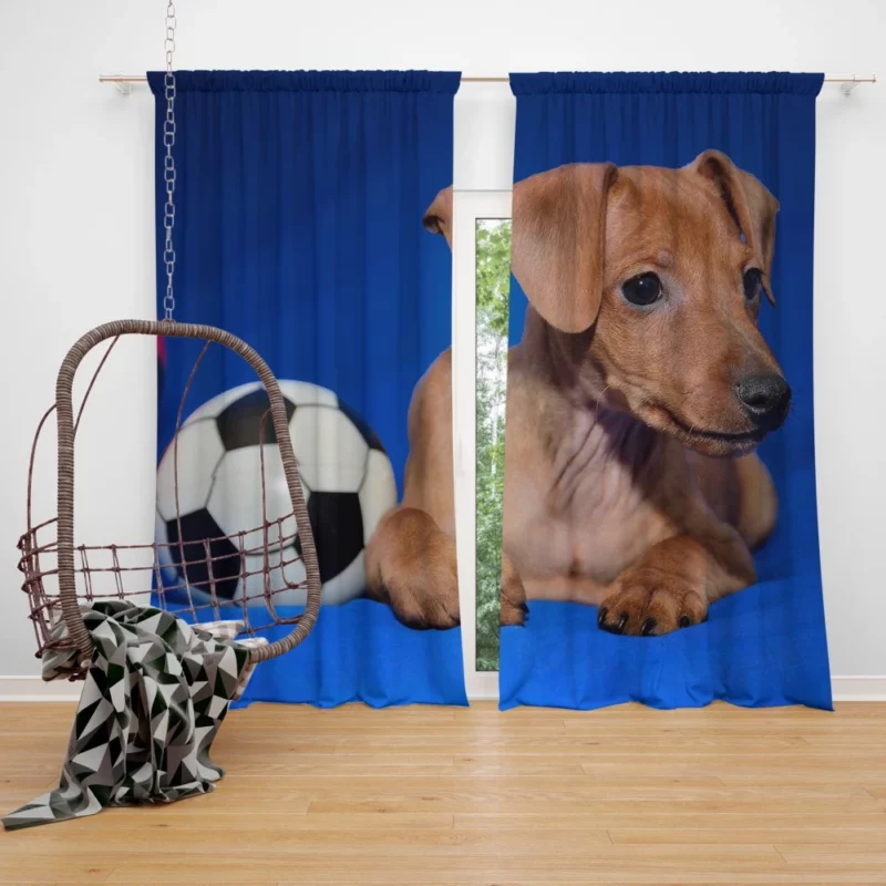 Miniature Pinscher Quirky Appeal Furry Fun Curtain