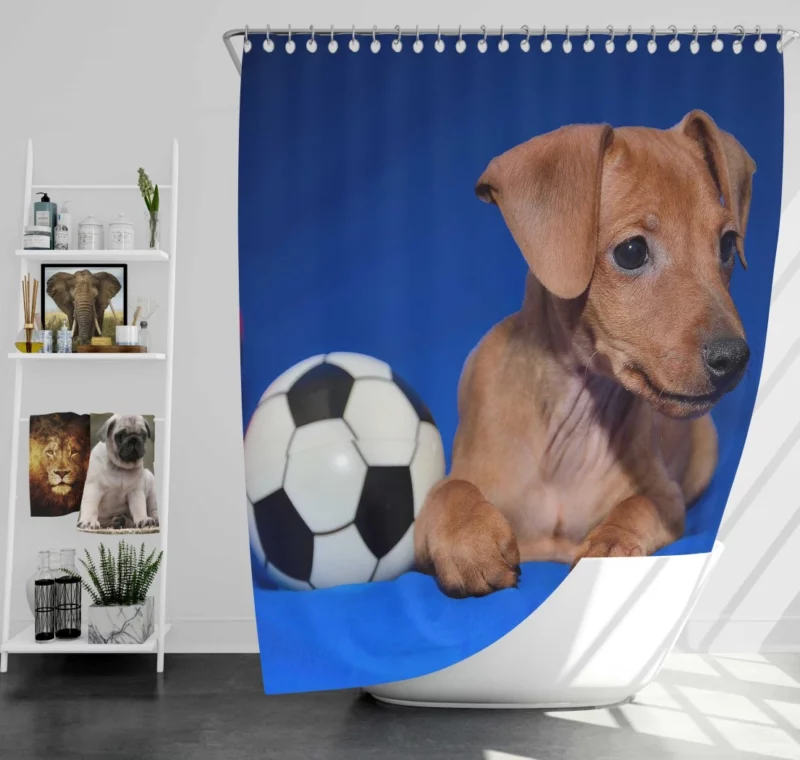 Miniature Pinscher Quirky Appeal Furry Fun Shower Curtain