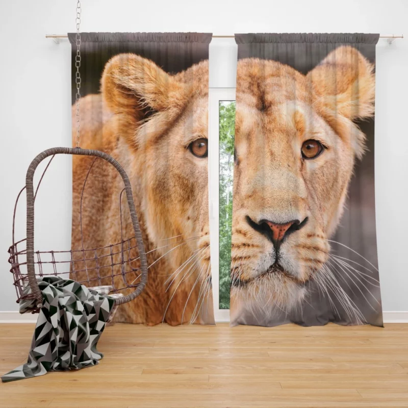 Monarch Roar Lion Sovereign Call Curtain