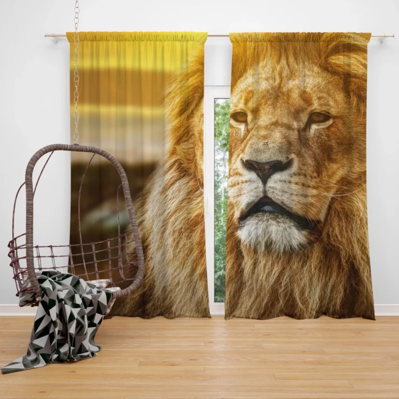 Monarch Roar Lion of the Wilderness Curtain