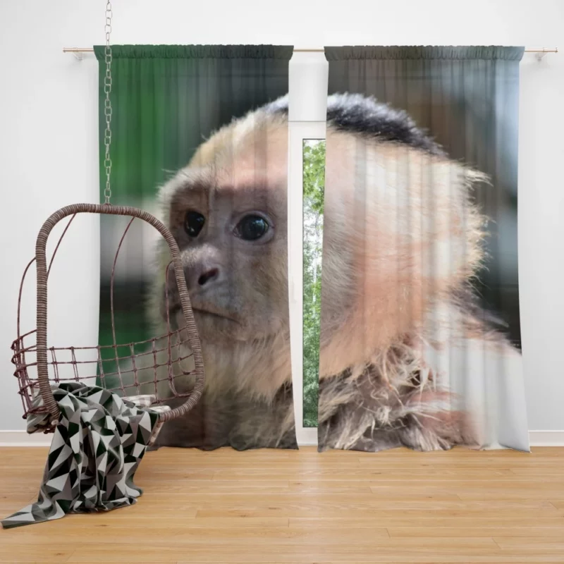 Monkey Curious Antics Primate Playfulness Curtain