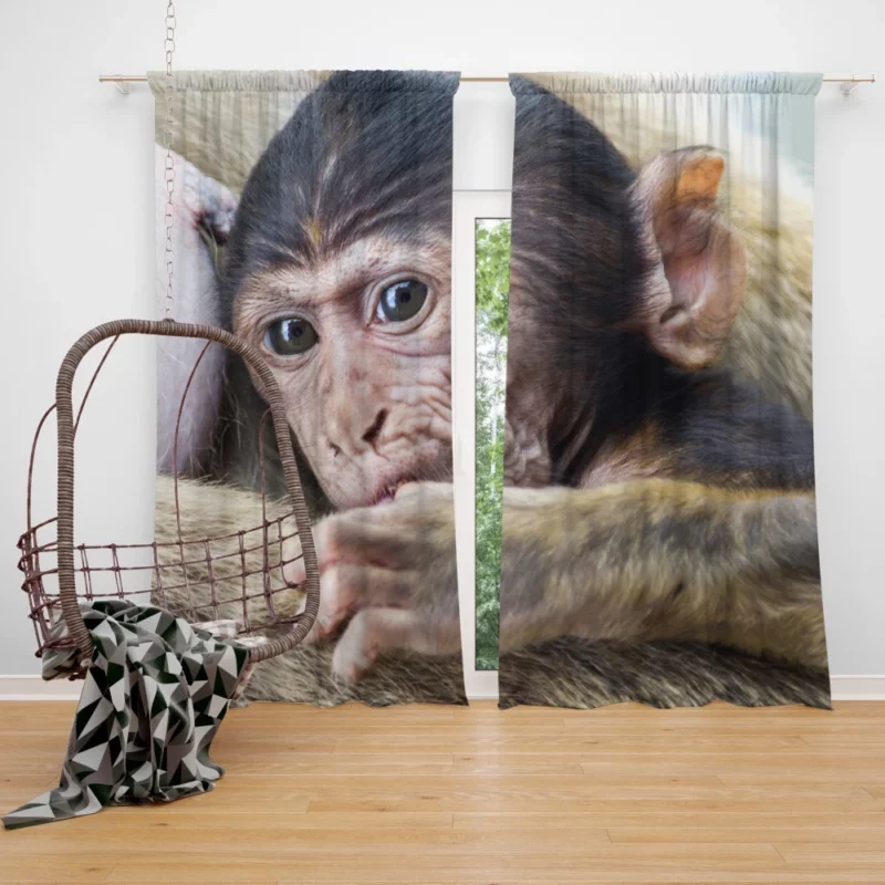 Monkey Innocent Charm Furry Playfulness Curtain