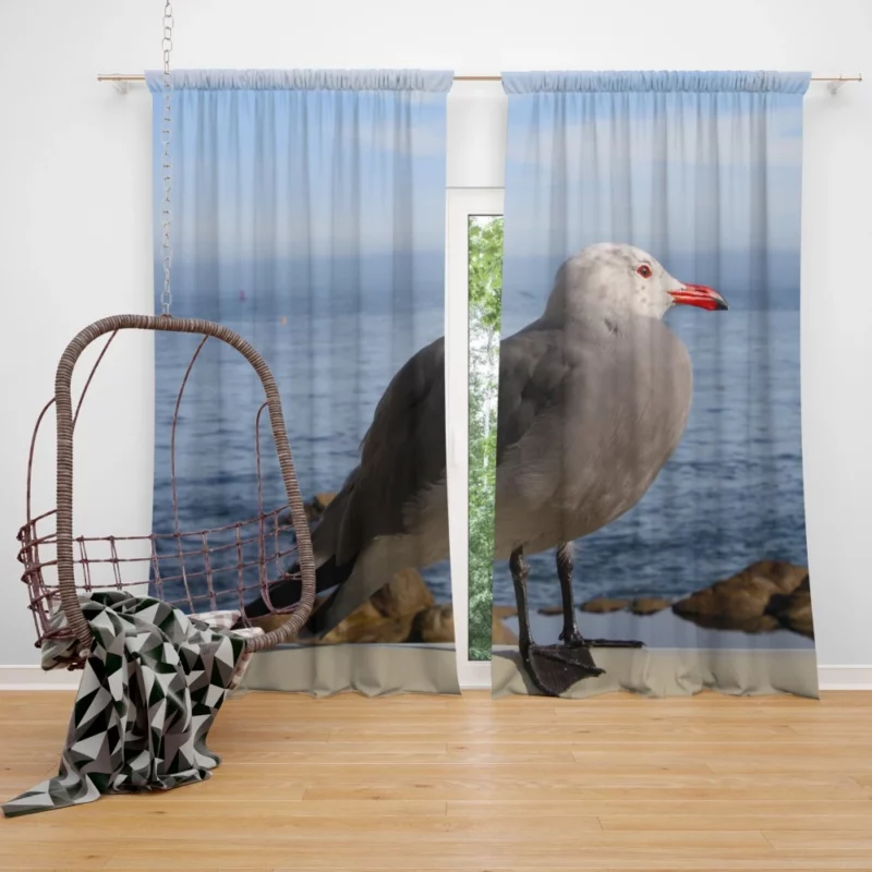 Monterey Gull Coastal Charm Seaside Bird Curtain