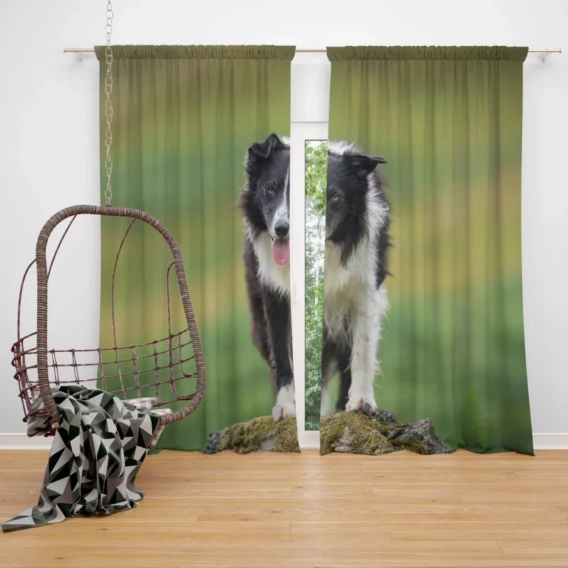 Mountain-Top Delight Border Collie Joy Curtain