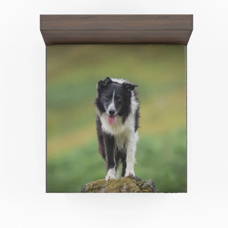 Mountain-Top Delight Border Collie Joy Fitted Sheet 1