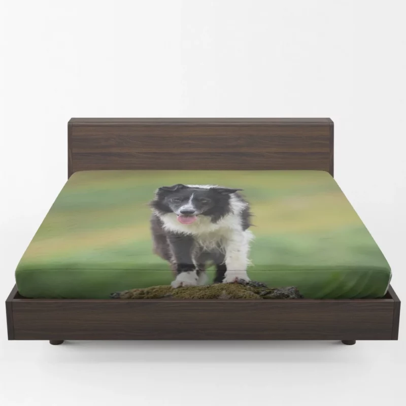 Mountain-Top Delight Border Collie Joy Fitted Sheet