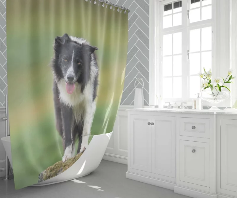 Mountain-Top Delight Border Collie Joy Shower Curtain 1