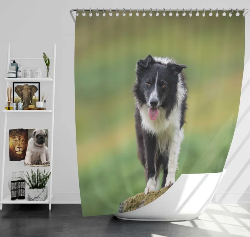 Mountain-Top Delight Border Collie Joy Shower Curtain