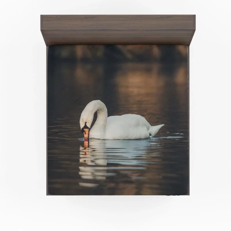 Mute Swan Reflective Pose Serene Beauty Fitted Sheet 1