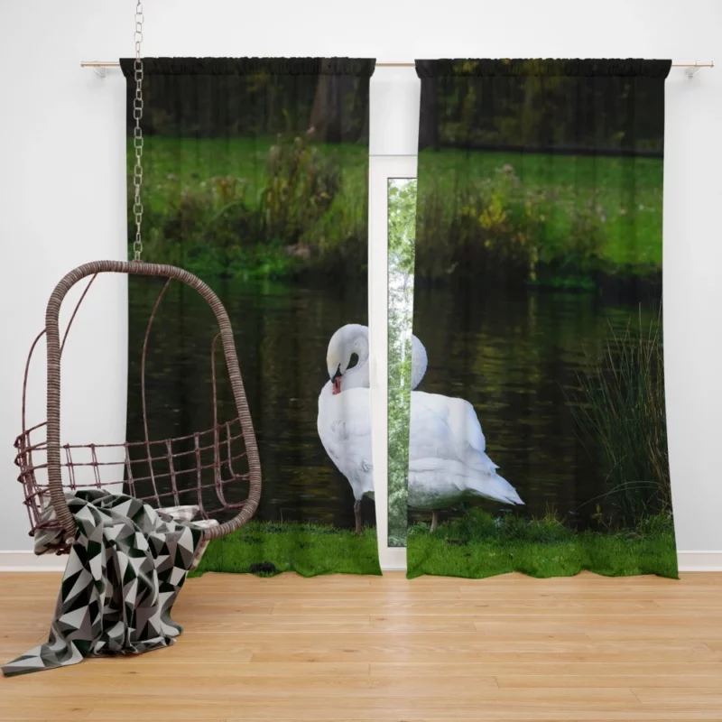 Mute Swan Serene Pose Graceful Beauty Curtain