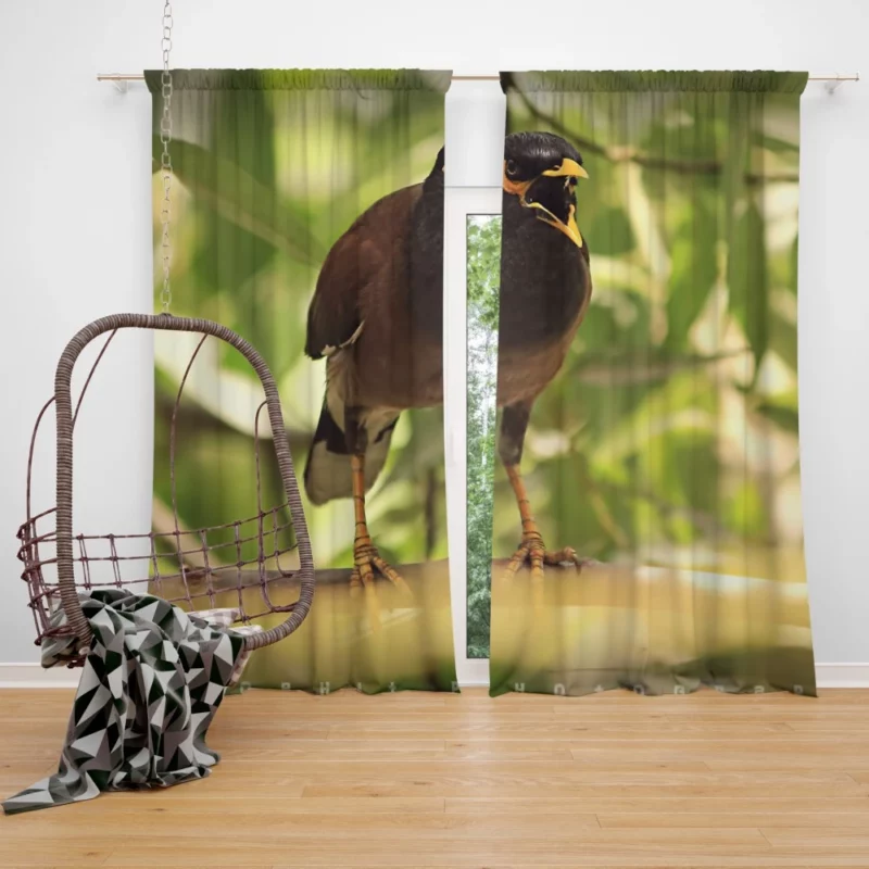 Myna Chirpy Charm Avian Companion Curtain