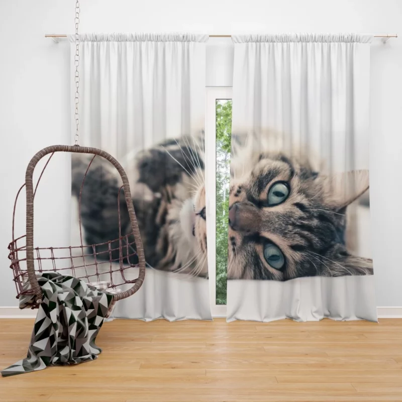 Mysterious Cat Essence Curtain