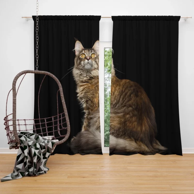 Mysterious Cat Gaze Feline Intrigue Curtain