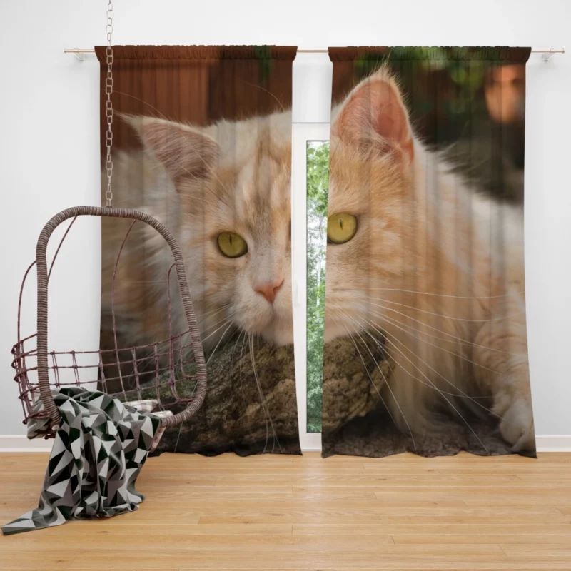 Mysterious Charm Cat Gaze Curtain