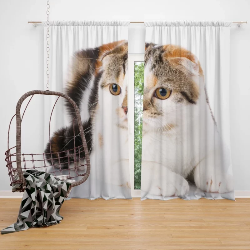 Mysterious Depth Cat Gaze Curtain