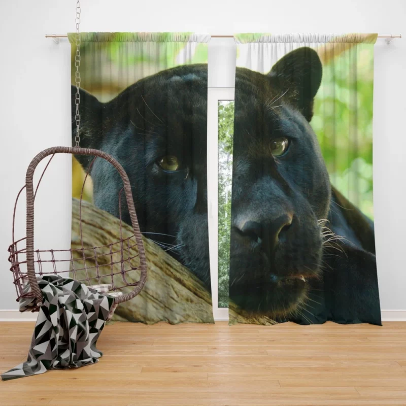 Mysterious Panther Enigma of the Wild Curtain