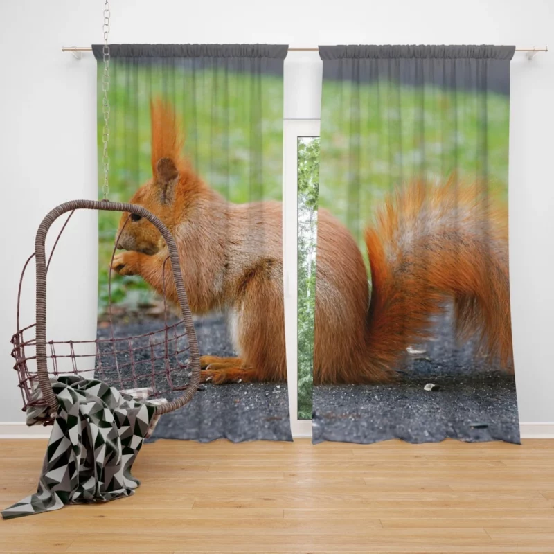 Nature Acrobat Squirrel Playful Moves Curtain