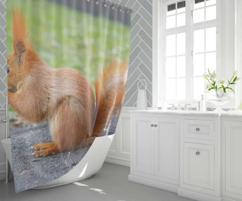 Nature Acrobat Squirrel Playful Moves Shower Curtain 1