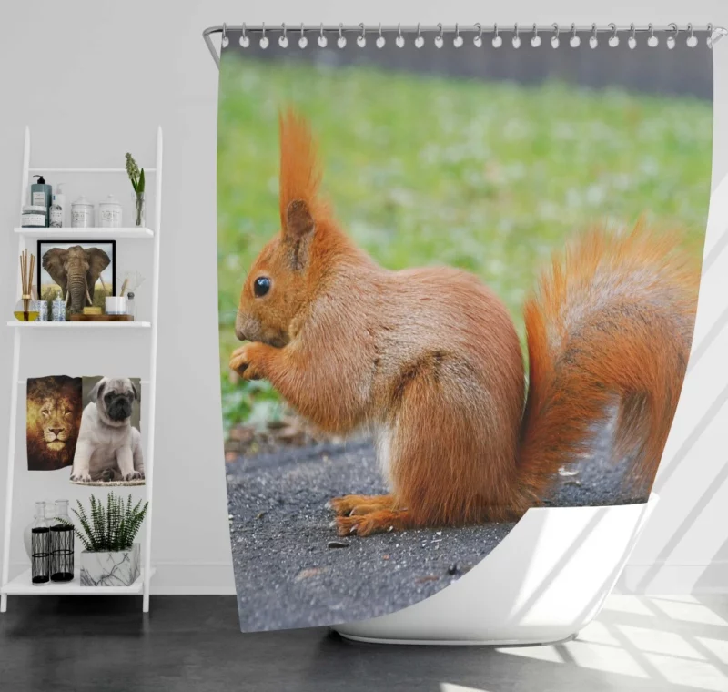 Nature Acrobat Squirrel Playful Moves Shower Curtain