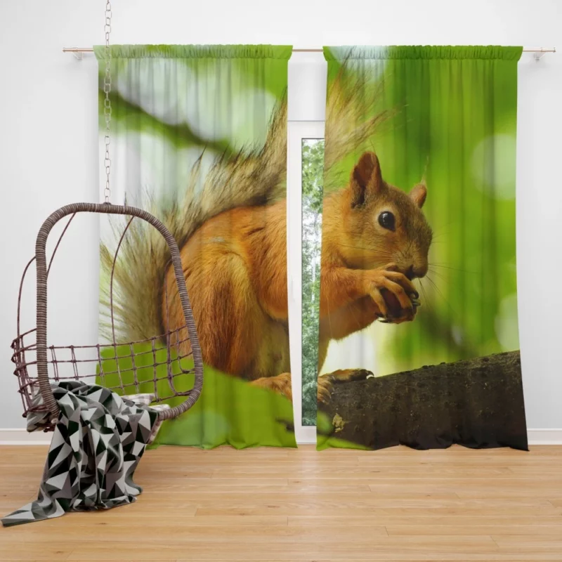 Nature Play Squirrel Acrobatic Feats Curtain