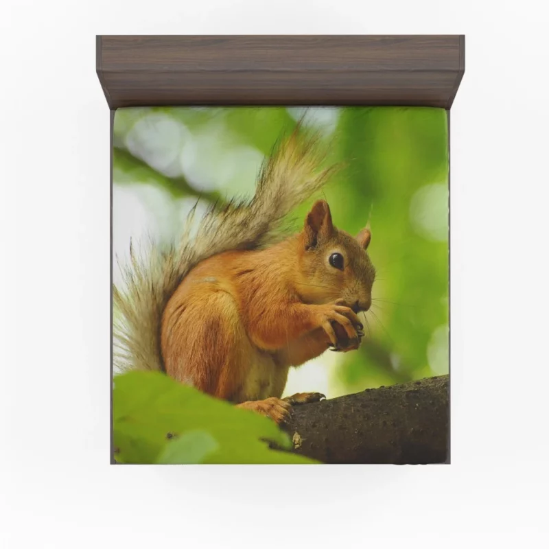 Nature Play Squirrel Acrobatic Feats Fitted Sheet 1