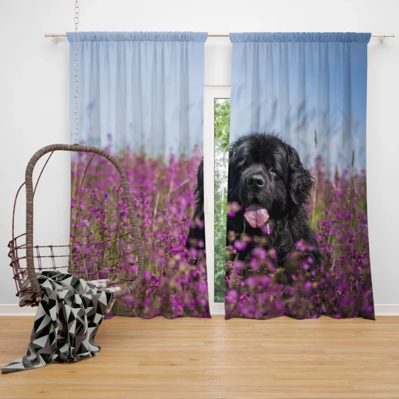 Newfoundland Amidst Purple Blooms Floral Beauty Curtain