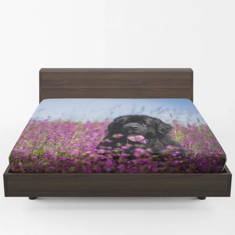 Newfoundland Amidst Purple Blooms Floral Beauty Fitted Sheet