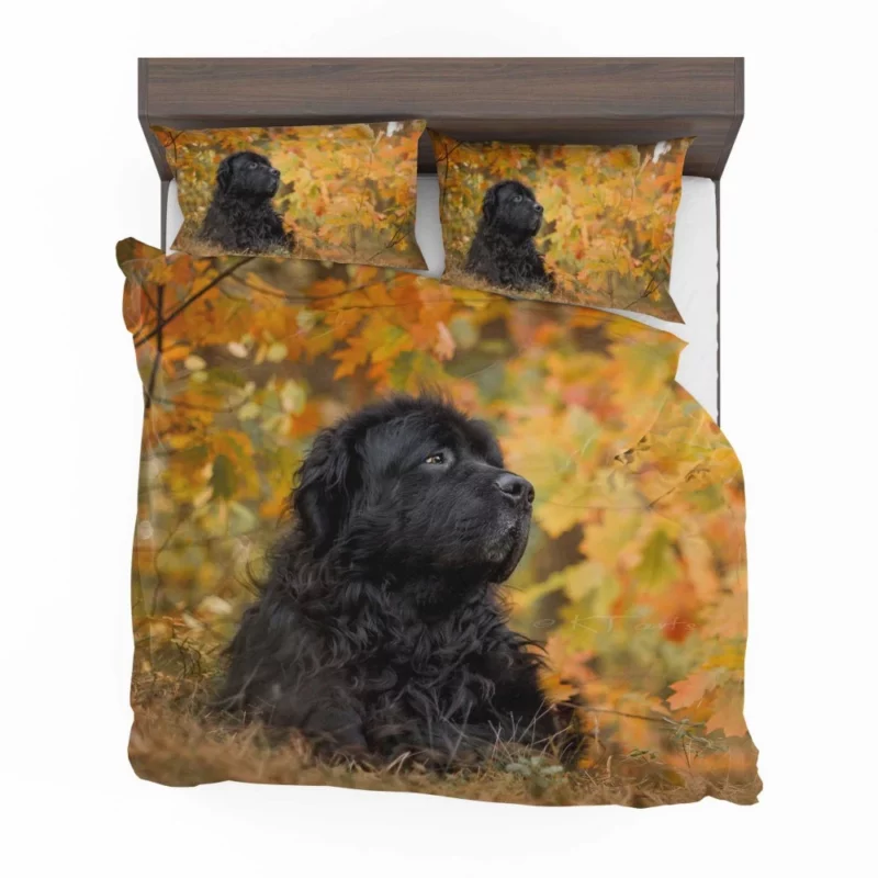 Newfoundland Fall Stroll Majestic Canine Bedding Set 1