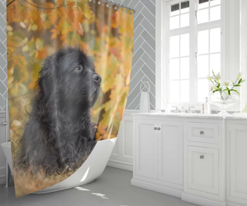 Newfoundland Fall Stroll Majestic Canine Shower Curtain 1