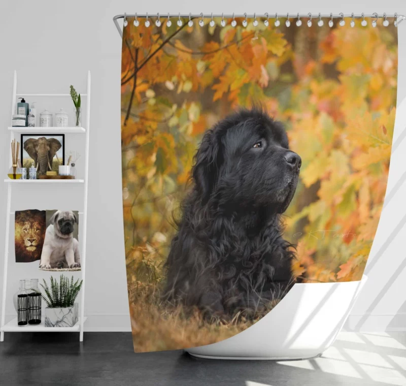 Newfoundland Fall Stroll Majestic Canine Shower Curtain