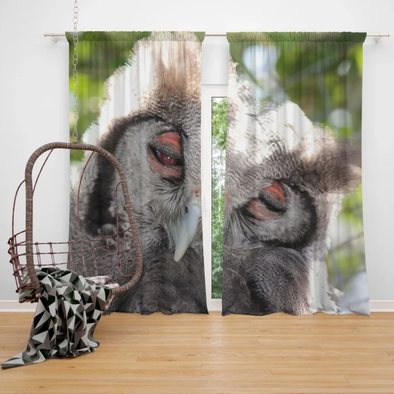 Nocturnal Majesty Owl Silent Observation Curtain