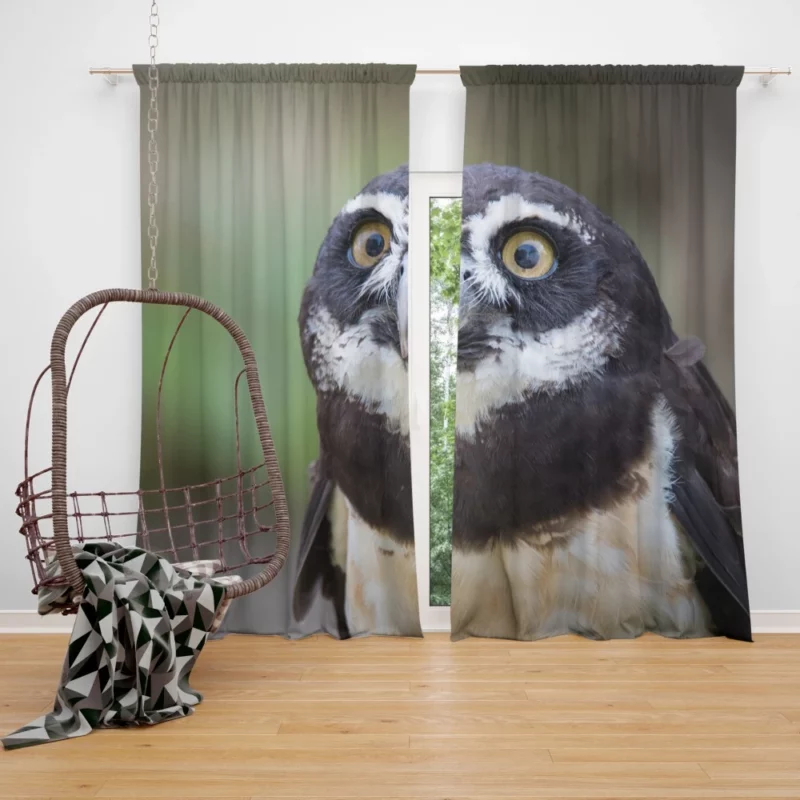 Nocturnal Vigil Owl Night Watch Curtain