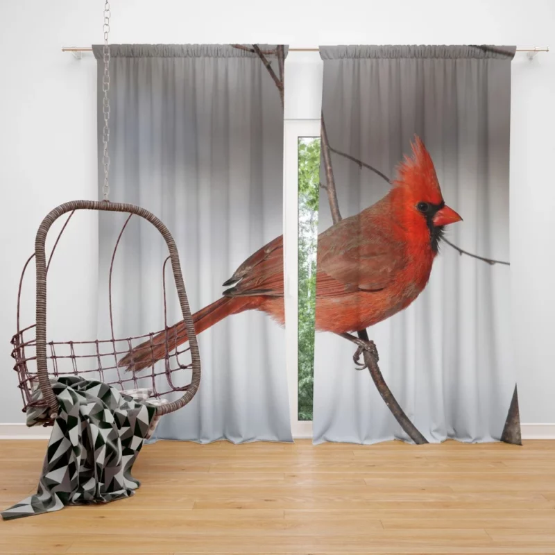 Northern Cardinal Songful Melody Vibrant Bird Curtain