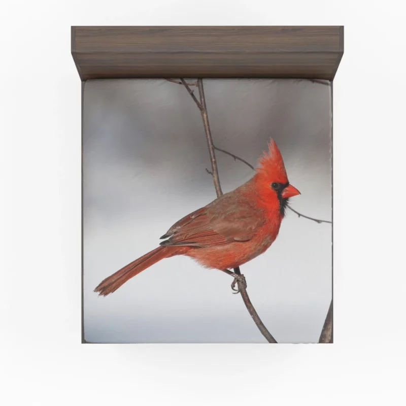 Northern Cardinal Songful Melody Vibrant Bird Fitted Sheet 1