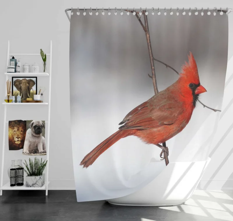 Northern Cardinal Songful Melody Vibrant Bird Shower Curtain