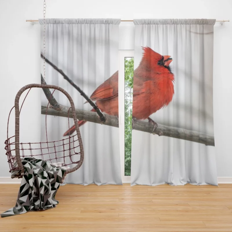 Northern Cardinal Winter Stance Vibrant Watcher Curtain