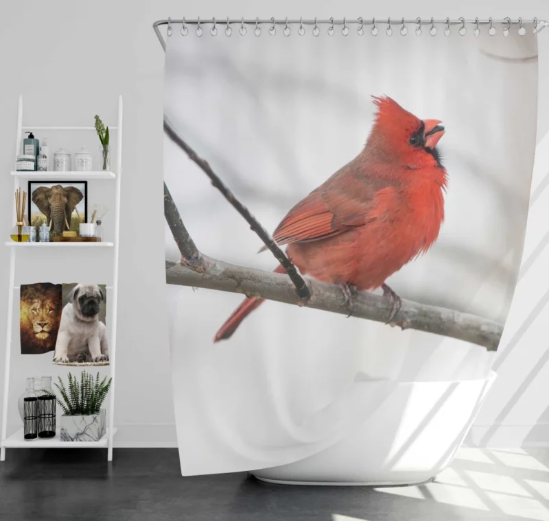 Northern Cardinal Winter Stance Vibrant Watcher Shower Curtain