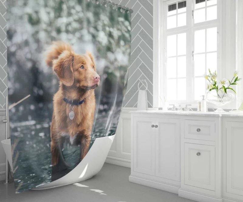 Nova Scotia Duck Tolling Retriever Charm Shower Curtain 1