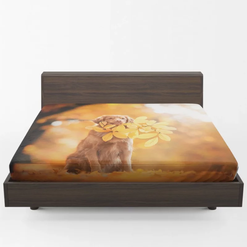 Nova Scotia Duck Tolling in Fall Furry Adventure Fitted Sheet