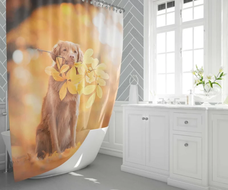 Nova Scotia Duck Tolling in Fall Furry Adventure Shower Curtain 1