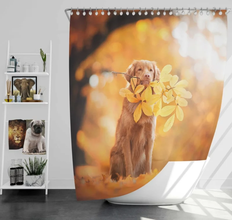 Nova Scotia Duck Tolling in Fall Furry Adventure Shower Curtain