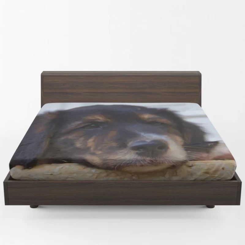 Oil Painting Dog Cute Innocence Fitted Sheet