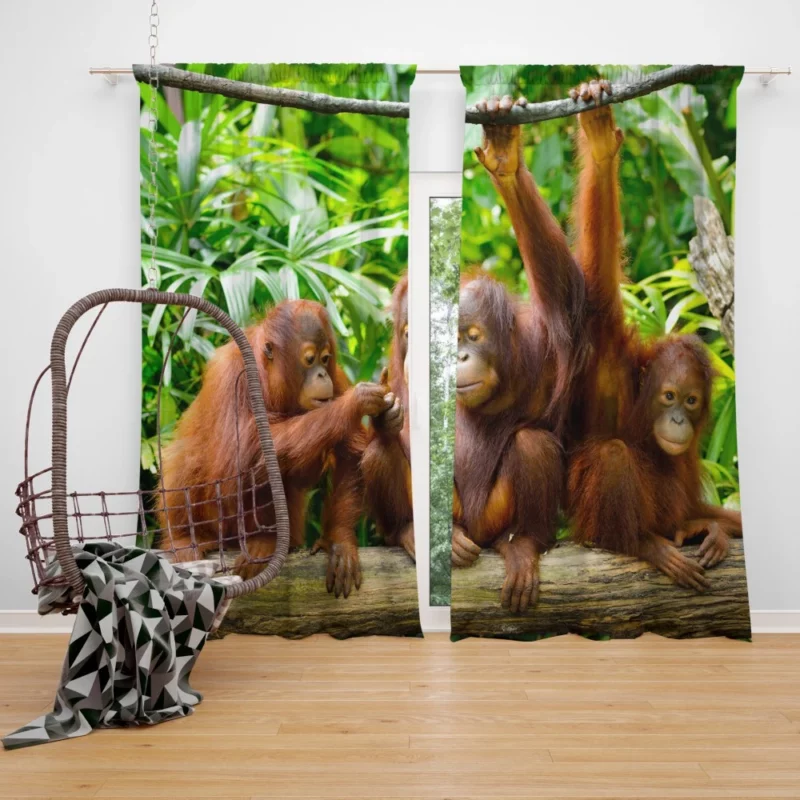 Orangutan Duo Nature Playful Spirits Curtain