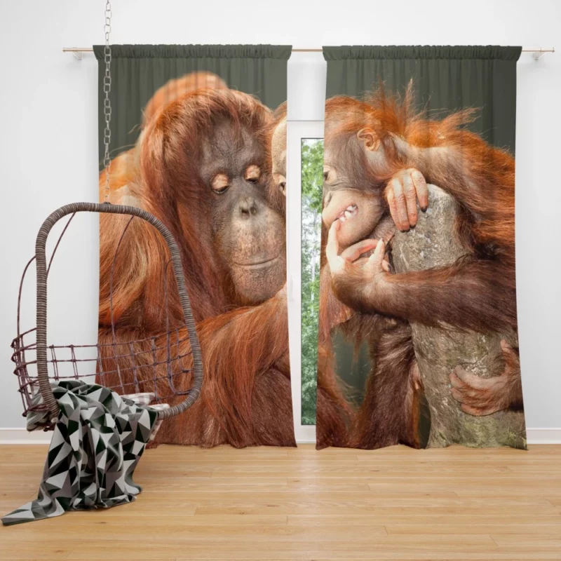 Orangutan Primate Play Curious Innocence Curtain