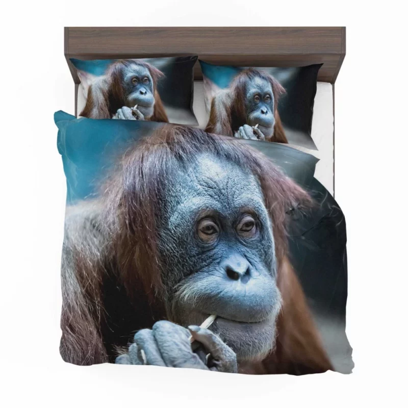 Orangutan Primate Wonder Curious Persona Bedding Set 1